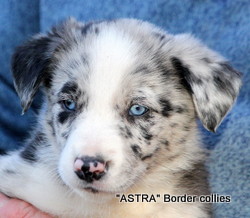 ~Blue Merle male, Smooth to medium coat, border collie puppy